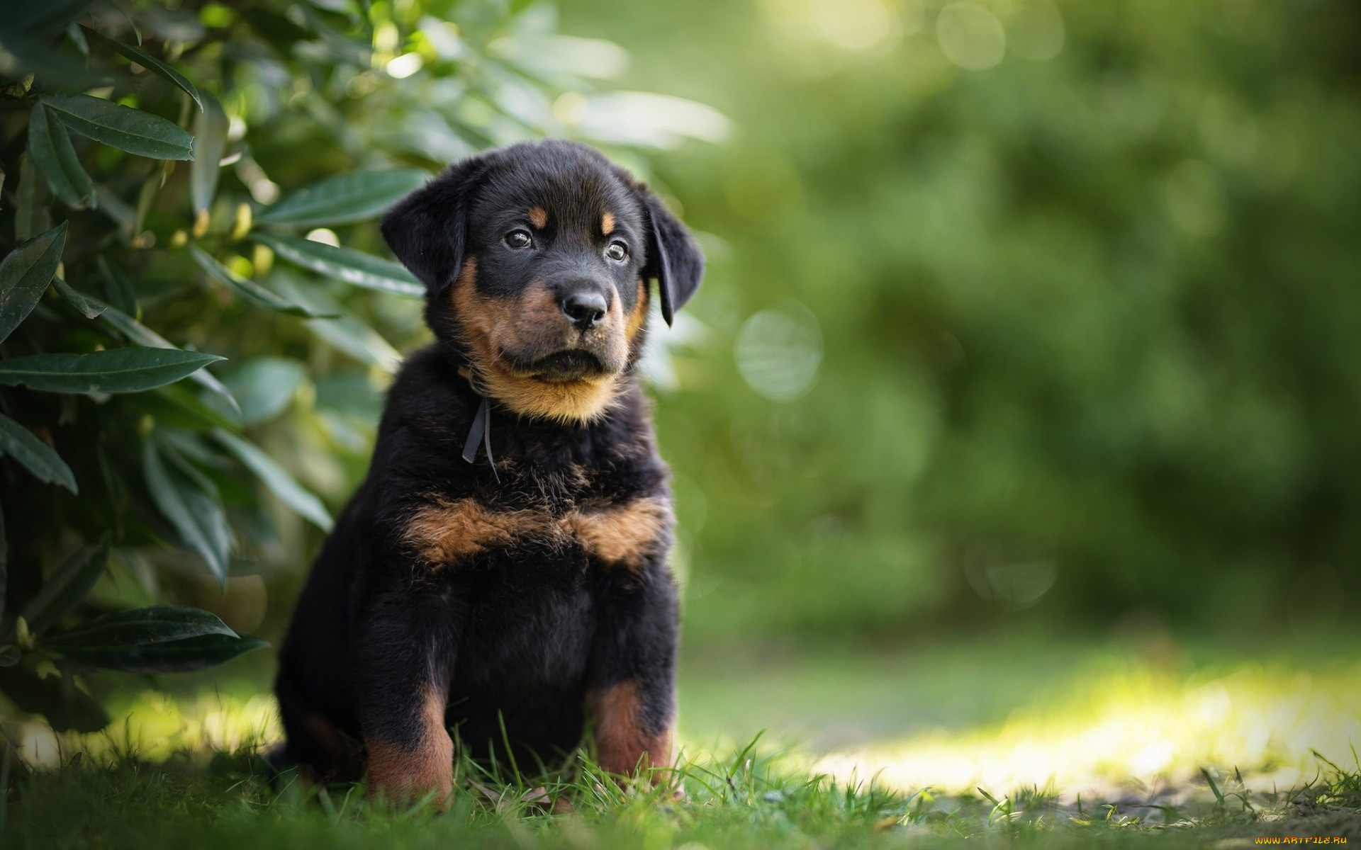  , , , , , , , beauceron, , 